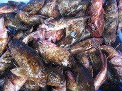 ムシクイ磯の穴釣り〜ガシラ45匹☆