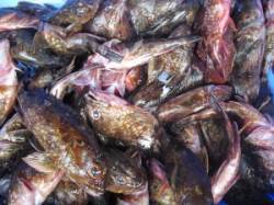 ムシクイ磯の穴釣り〜ガシラ45匹☆