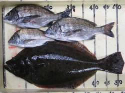宮崎筏・宮崎沖カセでのチヌ釣果　良型ヒラメ…