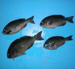 舞鶴田井の磯でグレ43.6cmを頭に4匹の釣果