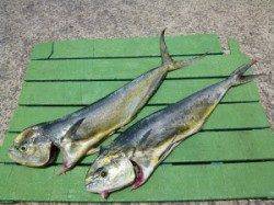 沖一文字内向きルアーでシイラ☆メーター超えのバラシあり