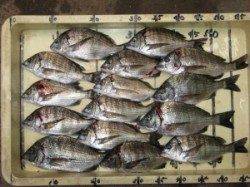 宮崎沖カセんぼチヌ〜小型ですが釣れ出しました