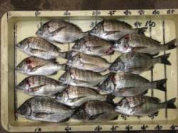 宮崎沖カセんぼチヌ〜小型ですが釣れ出しまし…