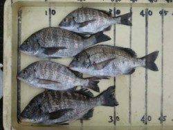 宮崎沖カセんぼチヌ〜小型ですが釣れ出しました