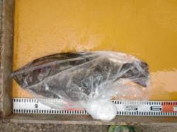 タイカケにてジギングでヒラメの釣果