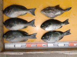 タイカケにてジギングでヒラメの釣果