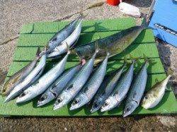 神谷沖一文字　カゴ釣りでゴマサバ＆イサギ楽しめる