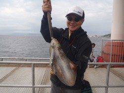 須磨海づり公園にてエギングでアオリイカ1000ｇ！