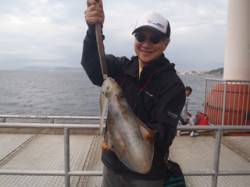 須磨海づり公園にてエギングでアオリイカ10…