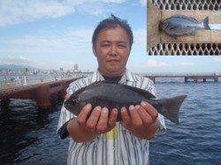 須磨海釣り公園　落とし込みでグレ30cm