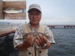 須磨海づり公園で良型ベラの釣果