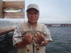 須磨海づり公園で良型ベラの釣果