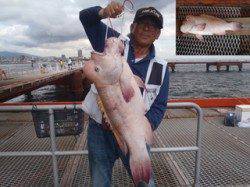 記録賞のコブダイ73.3cm☆須磨海づり公園