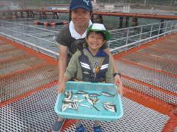 須磨海づり公園　サビキで豆アジ釣れています…