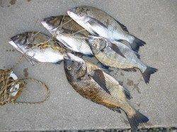 湯浅の磯　紀州釣りでマダイ＆チヌ