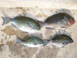 湯浅の磯のフカセでグレ25～37cm4尾