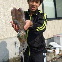 湯浅の磯のアオリイカ〜ヤエンとエギングでの釣果