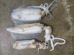 湯浅の磯　ウキ釣りでのアオリイカ