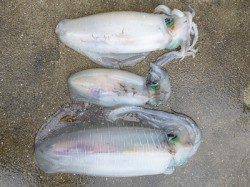 湯浅の磯 ウキ釣りで胴長35cmまでのアオリイカ3バイ