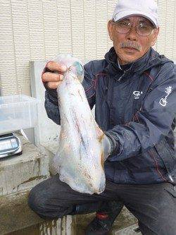 湯浅の磯 ウキ釣りで胴長35cmまでのアオリイカ3バイ