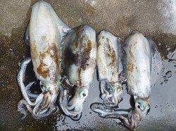 湯浅の磯でアオリイカ　エギングで楽しめます♪