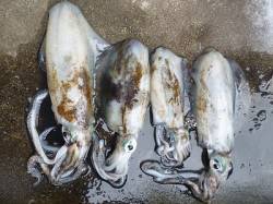 湯浅の磯でアオリイカ　エギングで楽しめます…