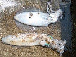 ヤエン仕掛けでアオリ710g　湯浅の磯にて