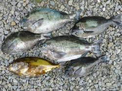 湯浅の磯でフカセ釣り、グレ25cm～33c…