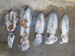 アオリイカ1.66kgまでを二人で6パイ　湯浅の磯のヤエン釣り