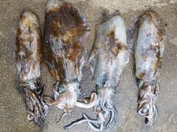 湯浅の磯のアオリイカ〜ヤエンでの釣果