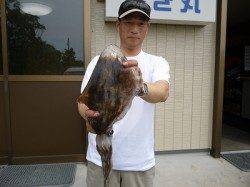 湯浅の磯のアオリイカ〜ヤエンでの釣果