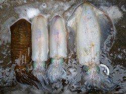 湯浅の磯ウキ釣りで2.45kgの大型アオリイカをゲット！