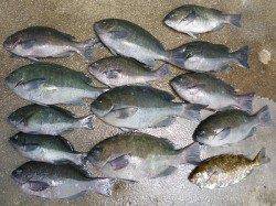 湯浅の磯　ヌカ切りでグレ13匹の釣果