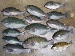 湯浅の磯　ヌカ切りでグレ13匹の釣果