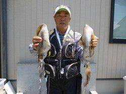 湯浅の磯のアオリイカ〜ヤエン・エギングどちらも釣果あり