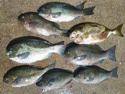 湯浅の磯フカセ釣り〜良型アイゴとグレの釣果