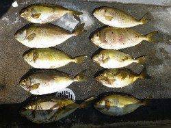 湯浅の磯フカセ釣り〜良型アイゴとグレの釣果