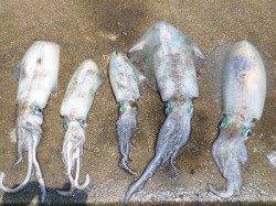 ヤエン&エギングでのアオリイカ釣果