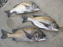 湯浅の磯　紀州釣りでチヌ3枚