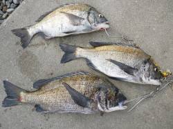 湯浅の磯　紀州釣りでチヌ3枚