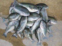 湯浅の磯のフカセ釣果〜グレ22匹と好調でした♪