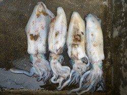 湯浅の磯のアオリイカ〜HITエギのカラーはパープルでした