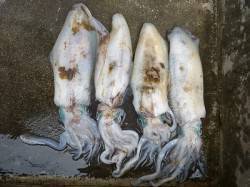 湯浅の磯のアオリイカ〜HITエギのカラーは…