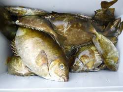 湯浅の磯　酒カスをエサにアイゴの数釣り