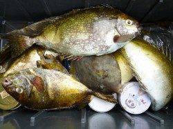 湯浅の磯　酒カスをエサにアイゴの数釣り