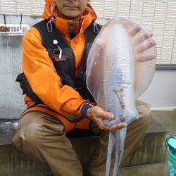 湯浅の磯　ヤエンでのアオリイカ釣果