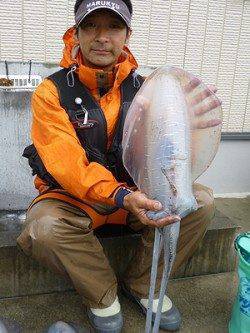 湯浅の磯　ヤエンでのアオリイカ釣果