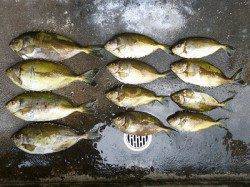 湯浅の磯のフカセ釣りでグレ・アイゴ