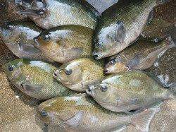 湯浅の磯フカセ釣果〜酒カスでアイゴ・オキアミでグレ