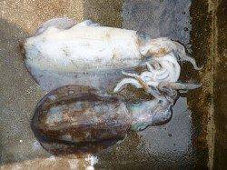 湯浅の磯、ウキ釣り&ヤエン釣りでアオリイカ